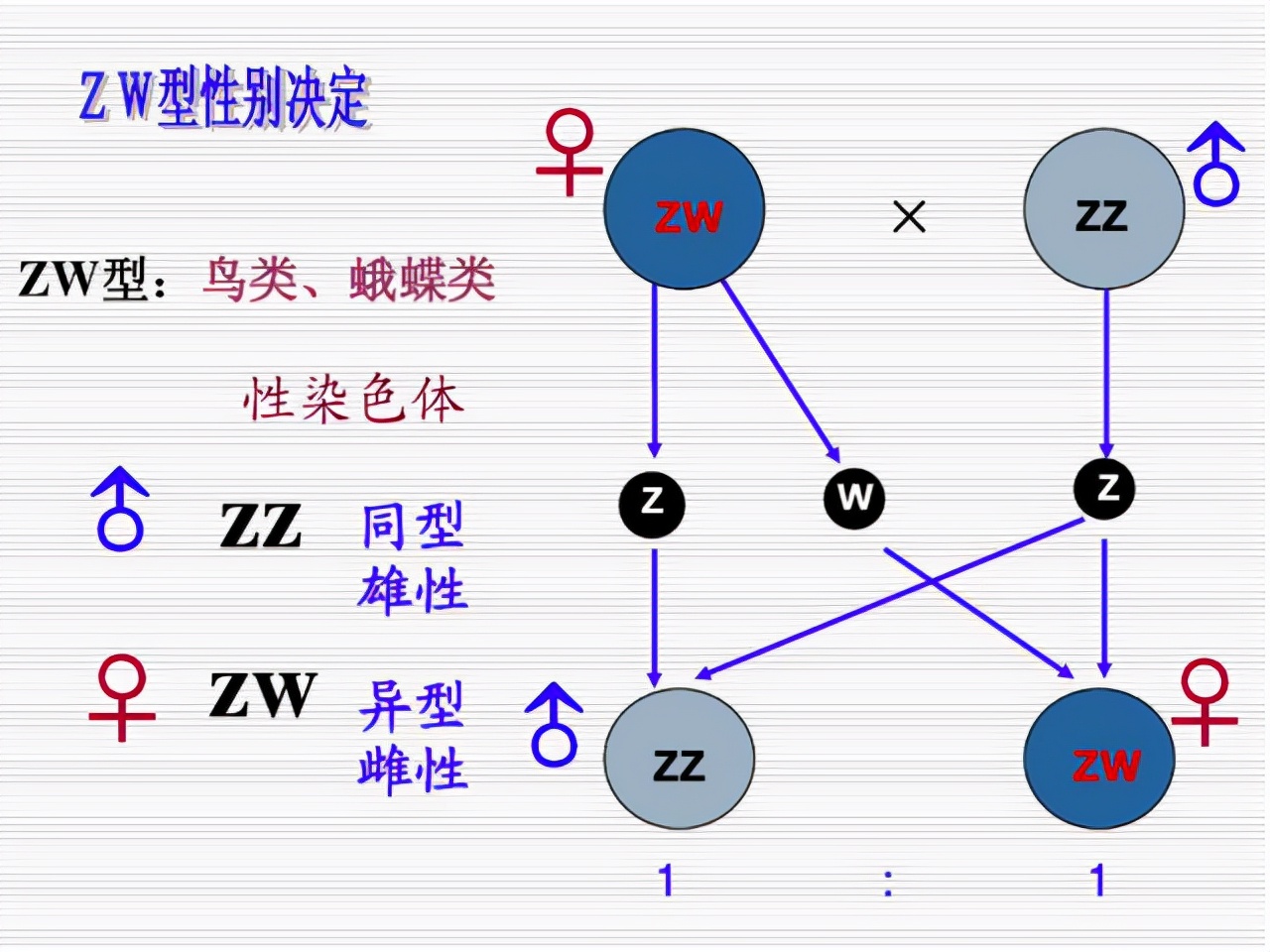无需雄性！加州母秃鹰惊现“处女产子”，原因是什么？有何影响？