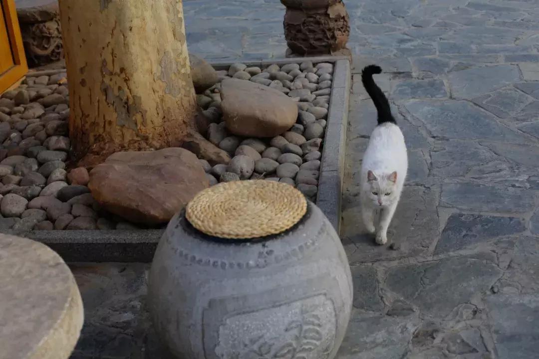 杨家枪原创视频,杨家枪抗日
