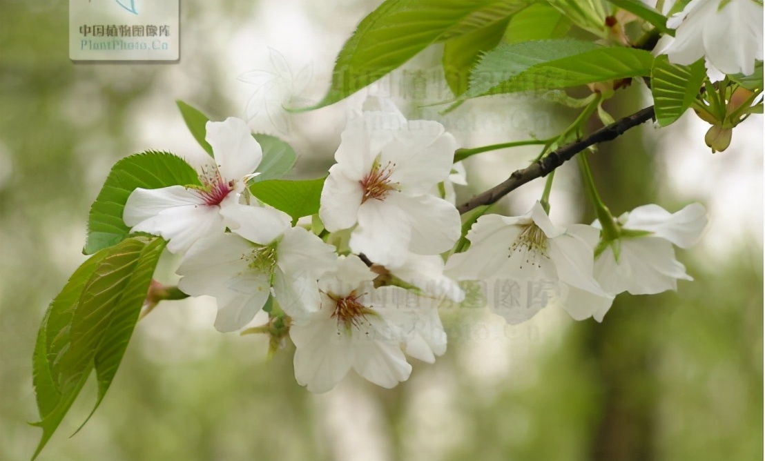 还记得13年前的樱花吗,以前的樱花对比现在的樱花