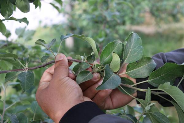 苹果树环切的正确方法,苹果树环切教学
