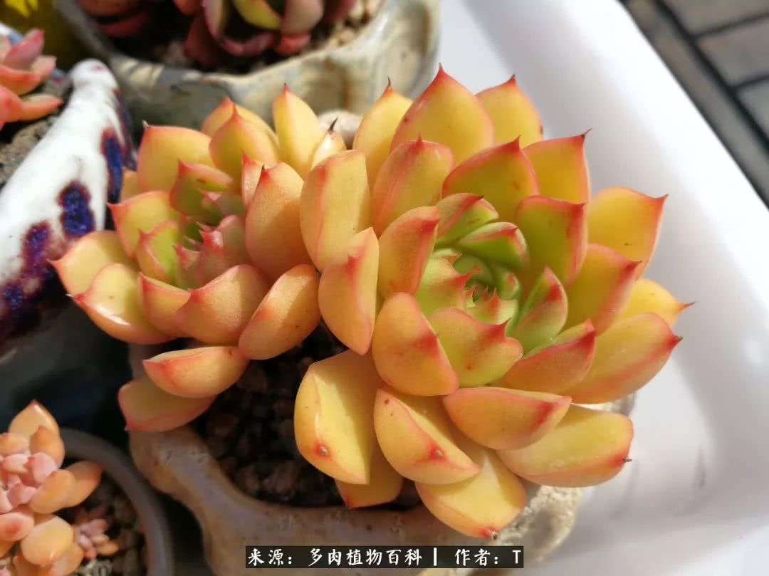 多肉还可以这样玩(上):八年养肉路剪影!