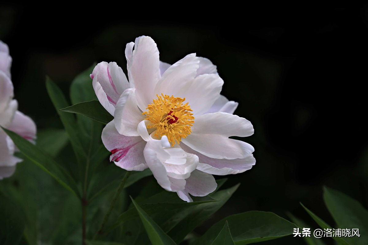 大院绿化的回忆——顺便看看院里的芍药定个究竟有多少种？