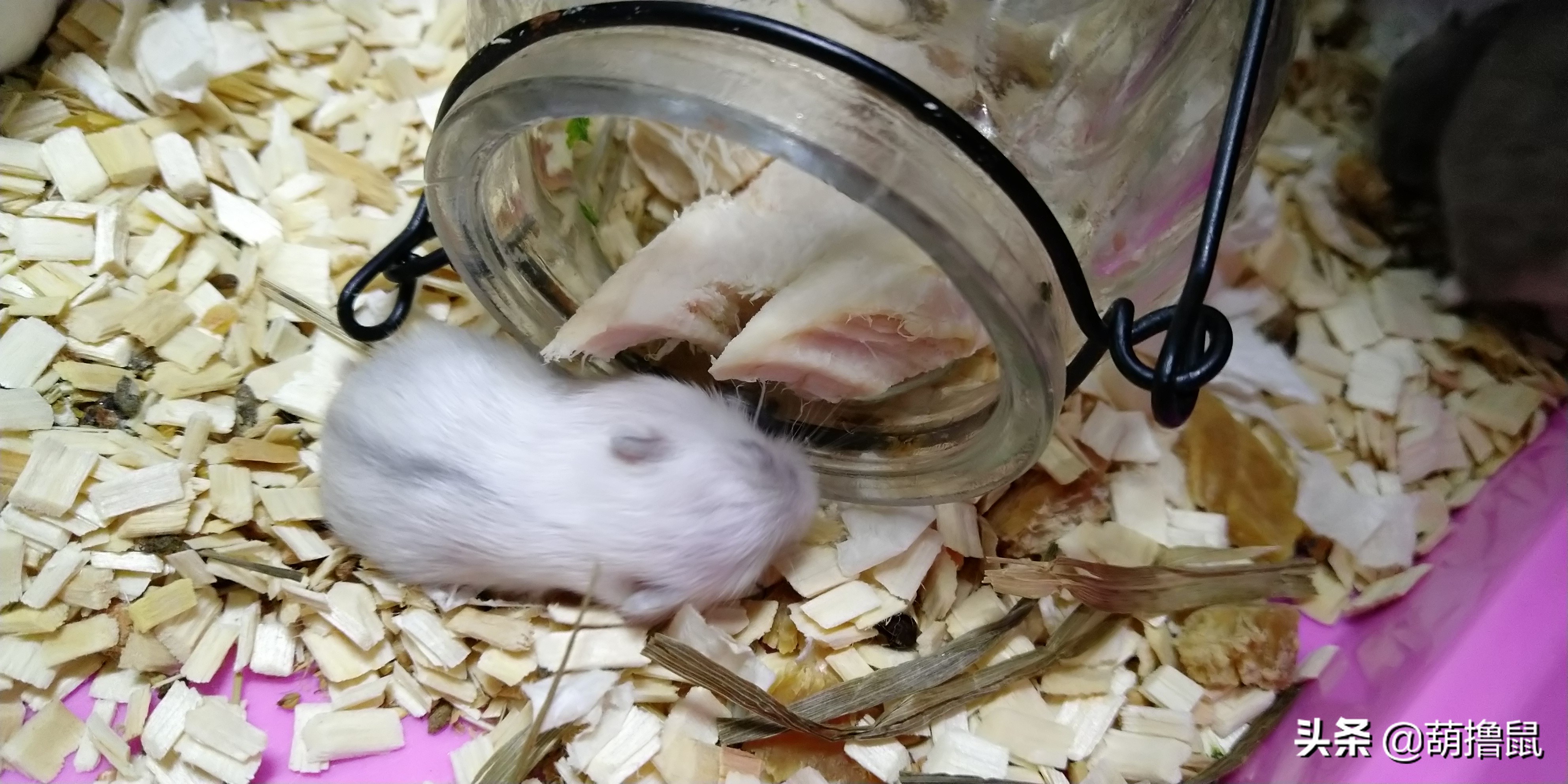 仓鼠繁育注意事项,仓鼠怀孕后的注意事项