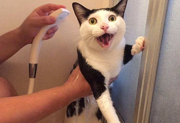 猫咪如何洗澡的正确方法,猫咪正确洗澡要不要去油