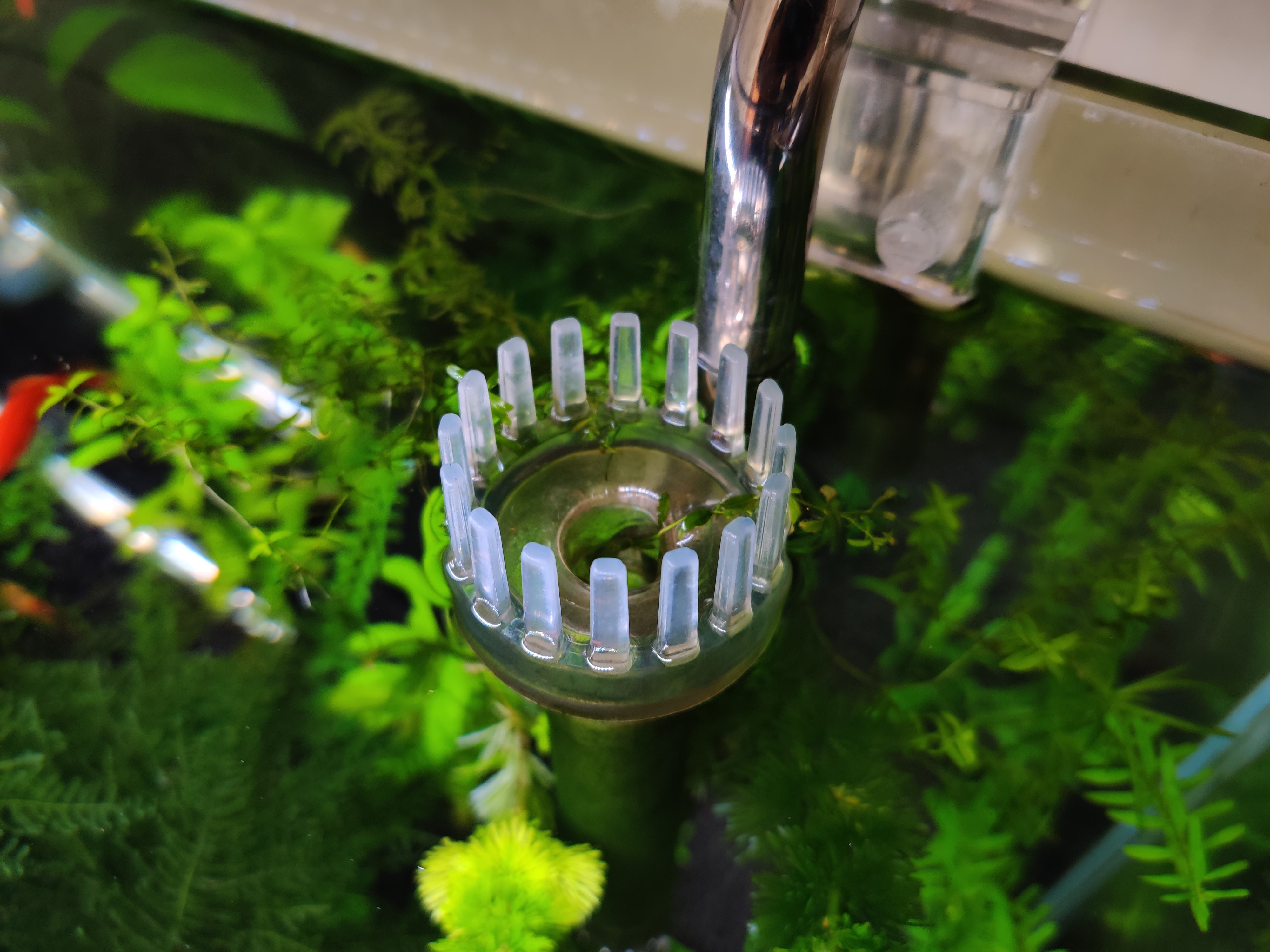 孔雀鱼小鱼单独养多久,孔雀鱼小鱼多久后可以和大鱼混养