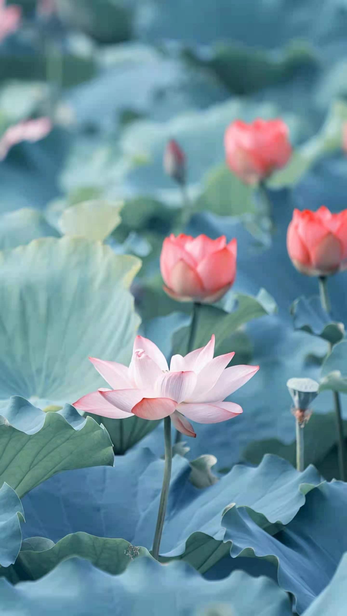 怯场后语无伦次,演讲的技巧和方法不怯场