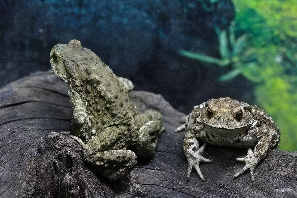 为了不被吃而进化的生物,为了不被吃而进化的植物