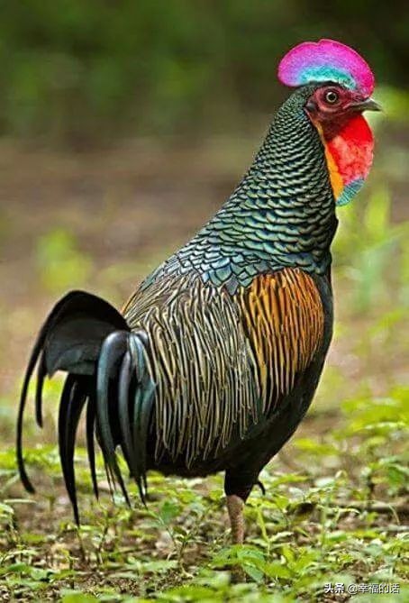 鸟类选美赛,最新鸟类选美大赛