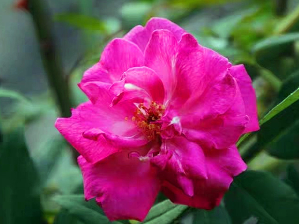 真正四季开花的月季花品种,四季开花月季十大品种