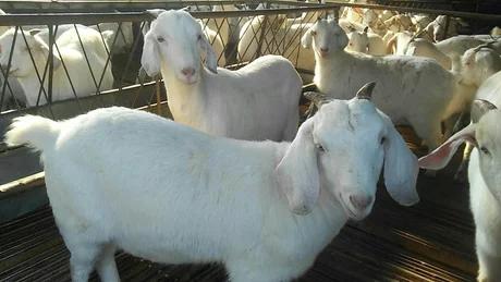 山羊散养的方法,东山羊养殖技术视频