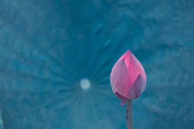 佛语禅心经典句子书法,佛语禅心经典句子及译文