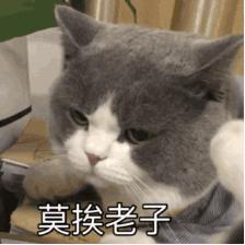 猫咪大了还容易感染猫瘟吗,猫咪不外出被抓伤会得狂犬病吗
