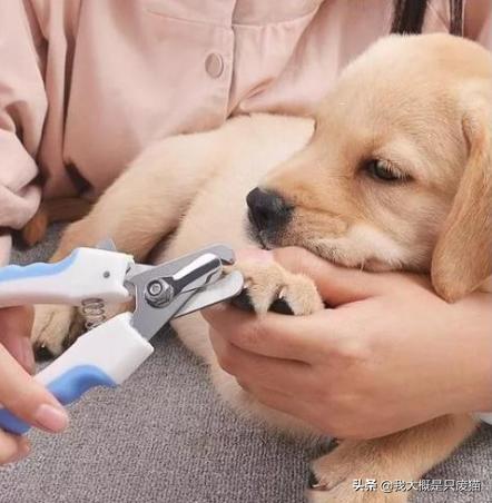 狗指甲该怎么剪才正确,狗指甲不好剪