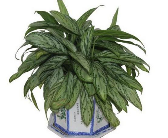 万年青叶发黄什么原因,万年青叶子发黄脱落怎么办