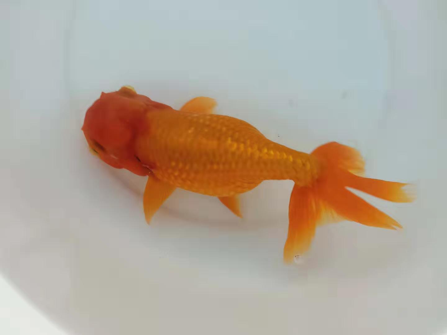 金鱼常见鱼病与治疗方法,预防金鱼鱼病的最佳方法