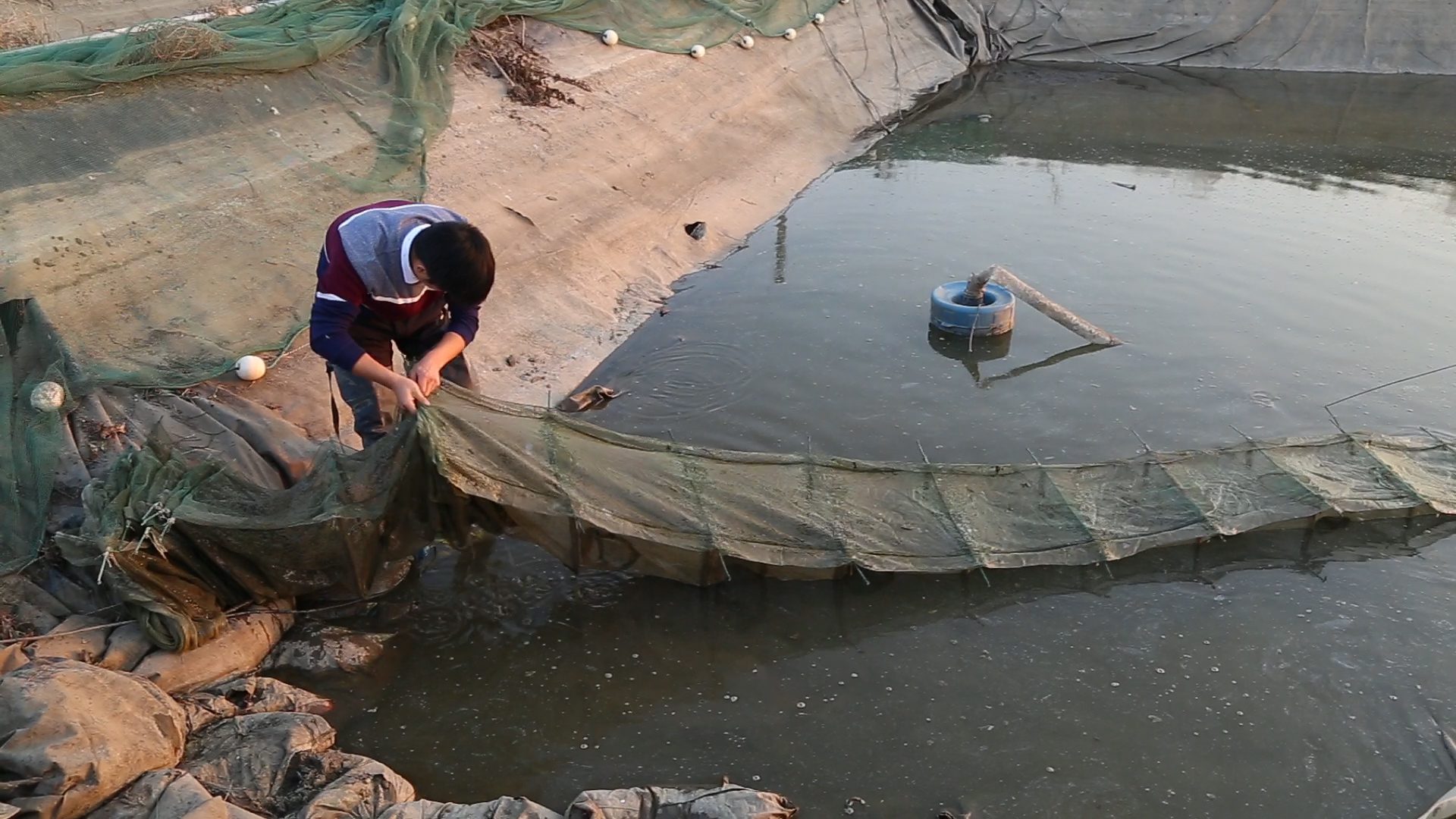 台湾泥鳅养殖成活率怎么样,泥鳅怎么运输才能成活率高