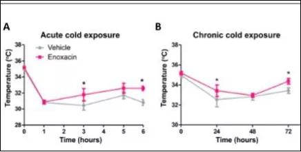 这种抗生素或可成为一种减肥新药