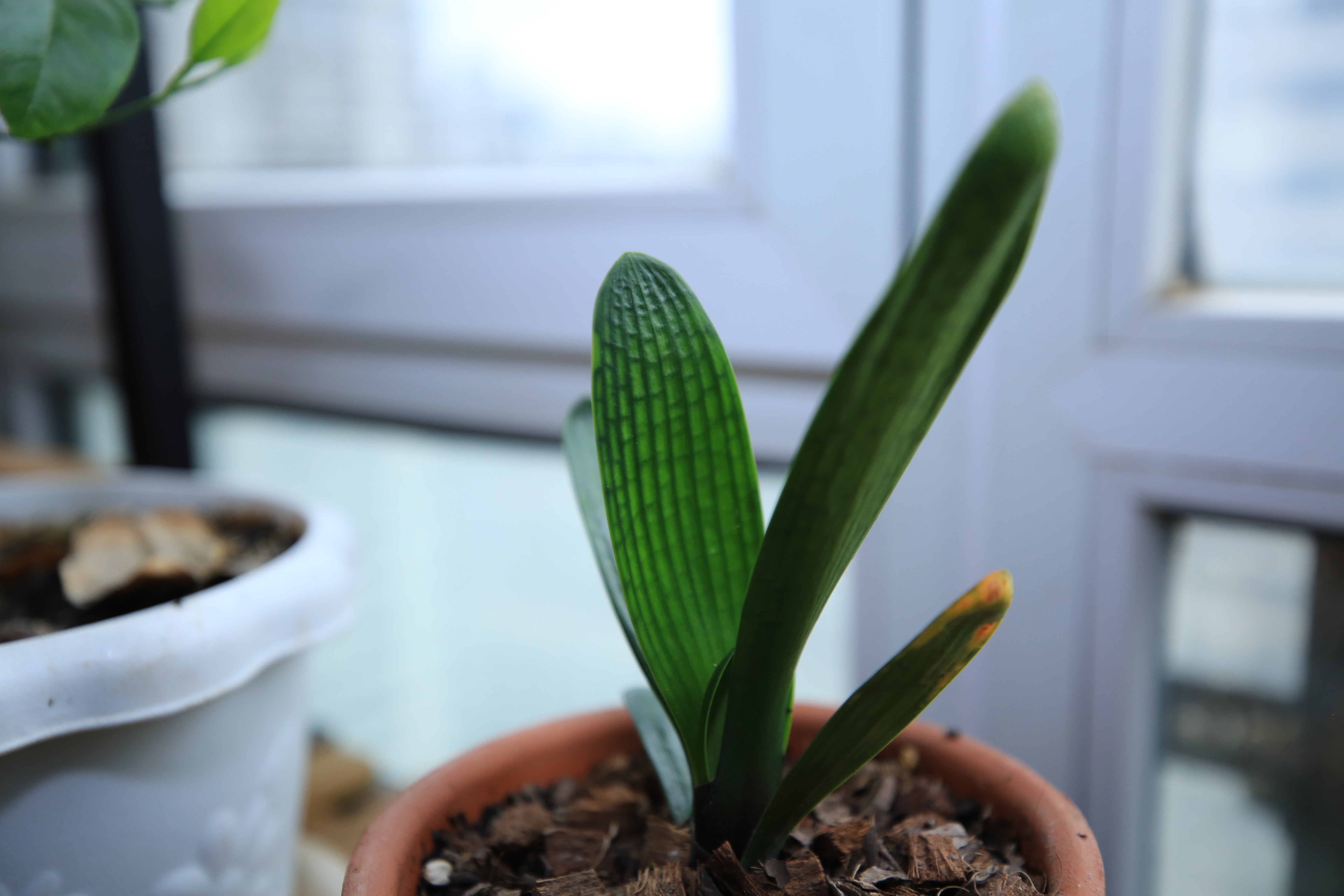 君子兰换盆后可以马上浇定根水吗,君子兰换盆以后几天可以浇定根水