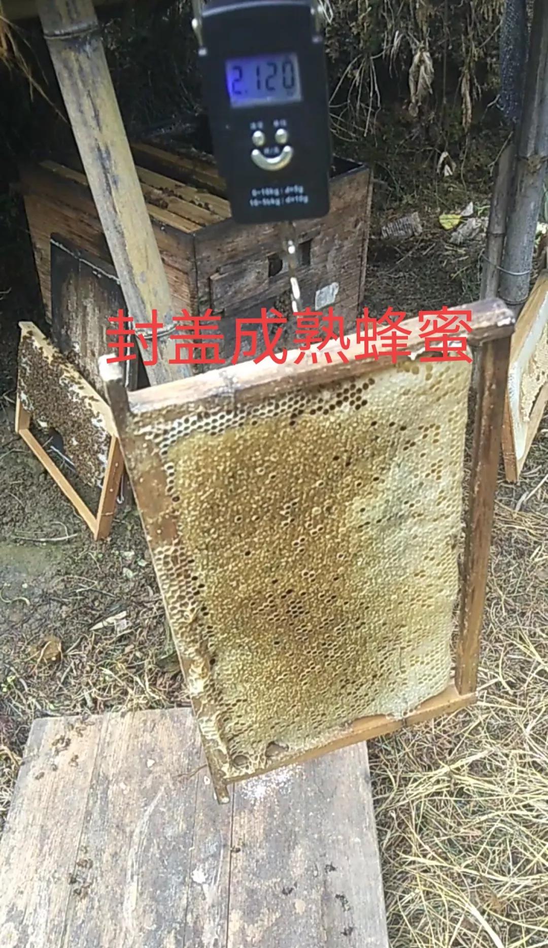 蜂蜜浓度视频,测蜂蜜浓度仪器