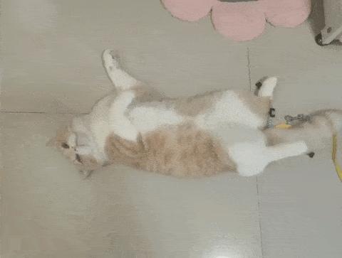 据说最近喵圈流行敷面膜，铲屎官请准备