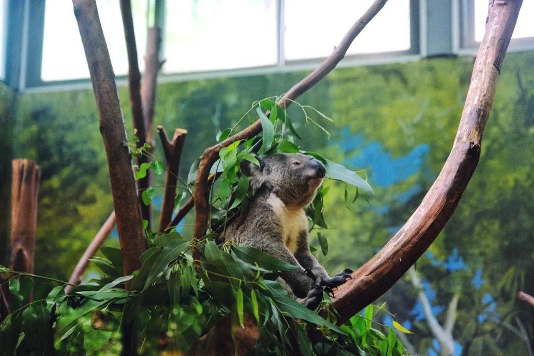 广州长隆攻略注意事项,广州长隆优惠攻略