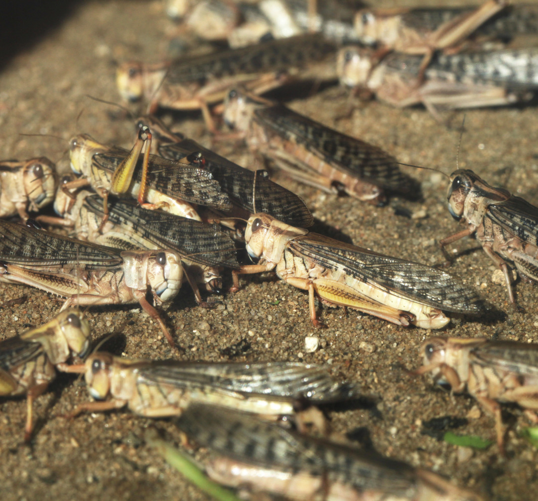 这次的蝗虫灾害为什么这么大,此次的蝗灾有多严重