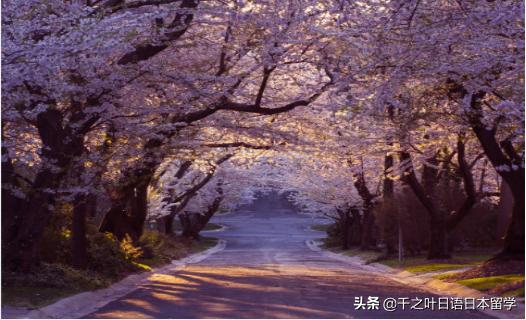 日本樱花季赏樱攻略,樱花季带你去日本看最美的樱花
