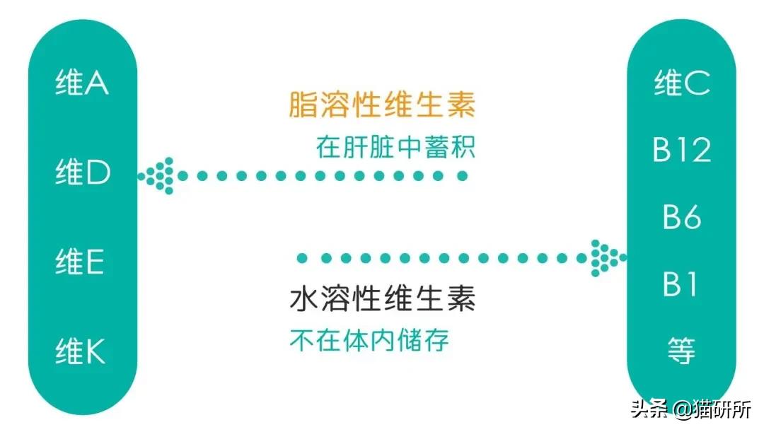 猫咪容易生病补充什么维生素,猫咪维生素a中毒症状是什么