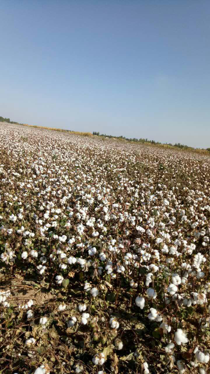 四川姑娘在新疆的生活日常,四川姑娘在南疆记录美好生活