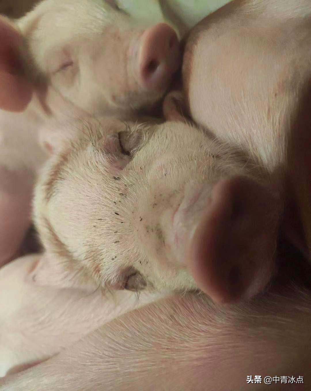 大学生养猪跑路,养猪大学生年薪