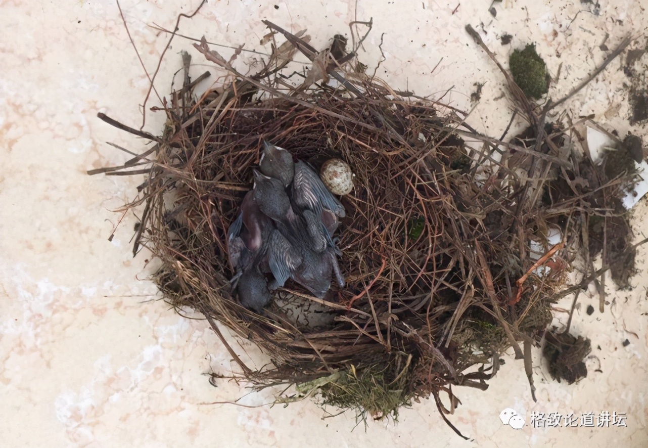 捡到只受伤的鸟怎么办,野外捡到受伤的小鸟