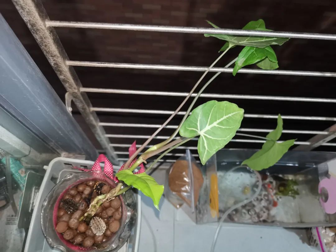 水培合果芋怎么修剪,合果芋水培根系发达吗