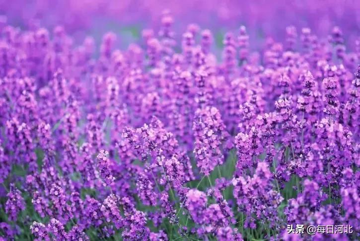 白鹿县私人温泉,白鹿温泉室内温泉