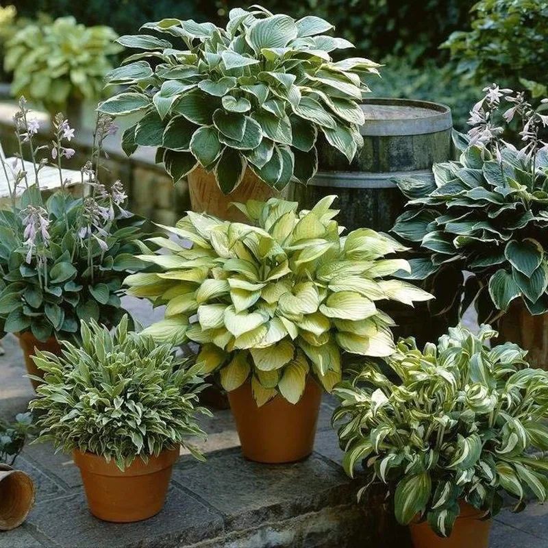 适合养在家里不用晒太阳的花,室内养什么花好养不怕太阳晒