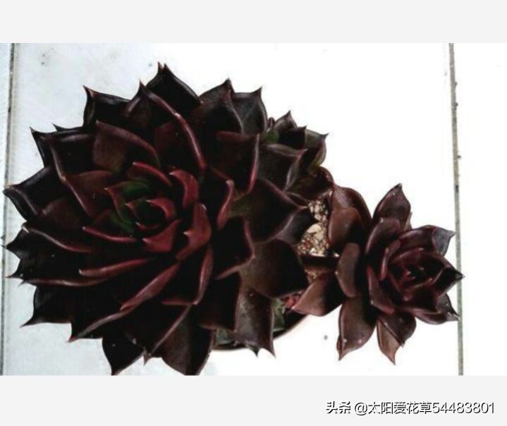 黑王子怎么养护多肉,夏季怎么养多肉黑法师避免成光杆