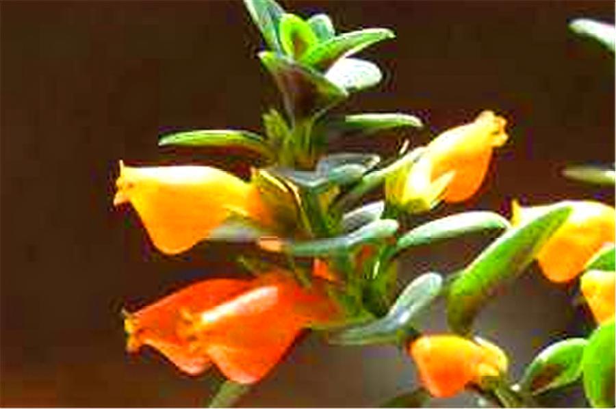 金鱼吊兰长出小花苞干枯了为什么,金鱼吊兰不开花了怎么办