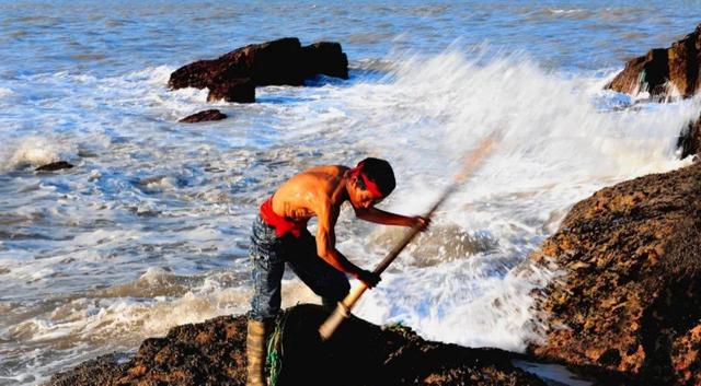 藤壶为什么让鲸鱼和海龟讨厌呢,海中让人唾弃的藤壶
