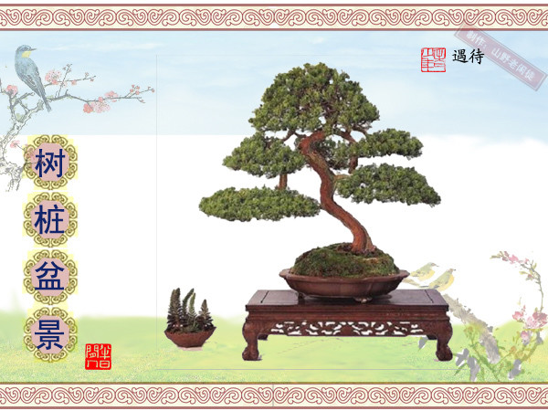 鑰侀甫鏍戞々鐩嗘櫙,鏍戞々鐩嗘櫙閫犲瀷