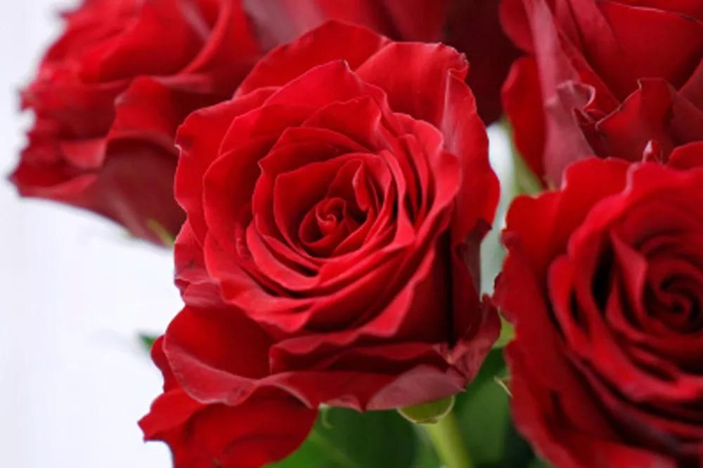 花店必备的5款玫瑰,鲜花图鉴一次性认识30种玫瑰花