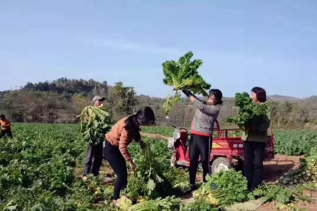 散饭，六七十年代的人，小时候经常吃的一种主食
