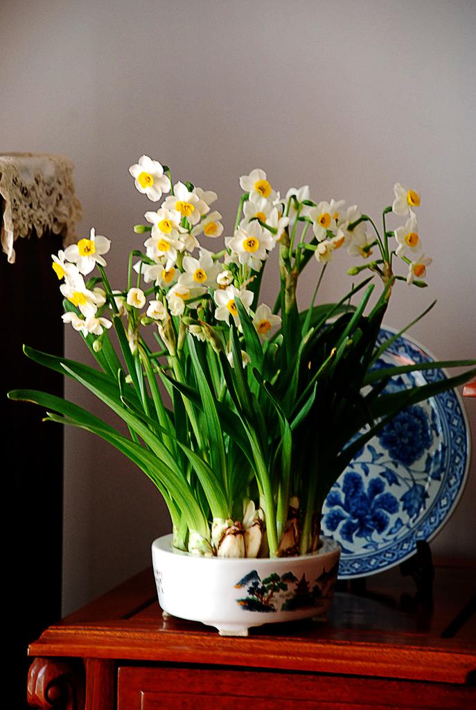 水仙花怎么养,水仙花怎么养用什么盆