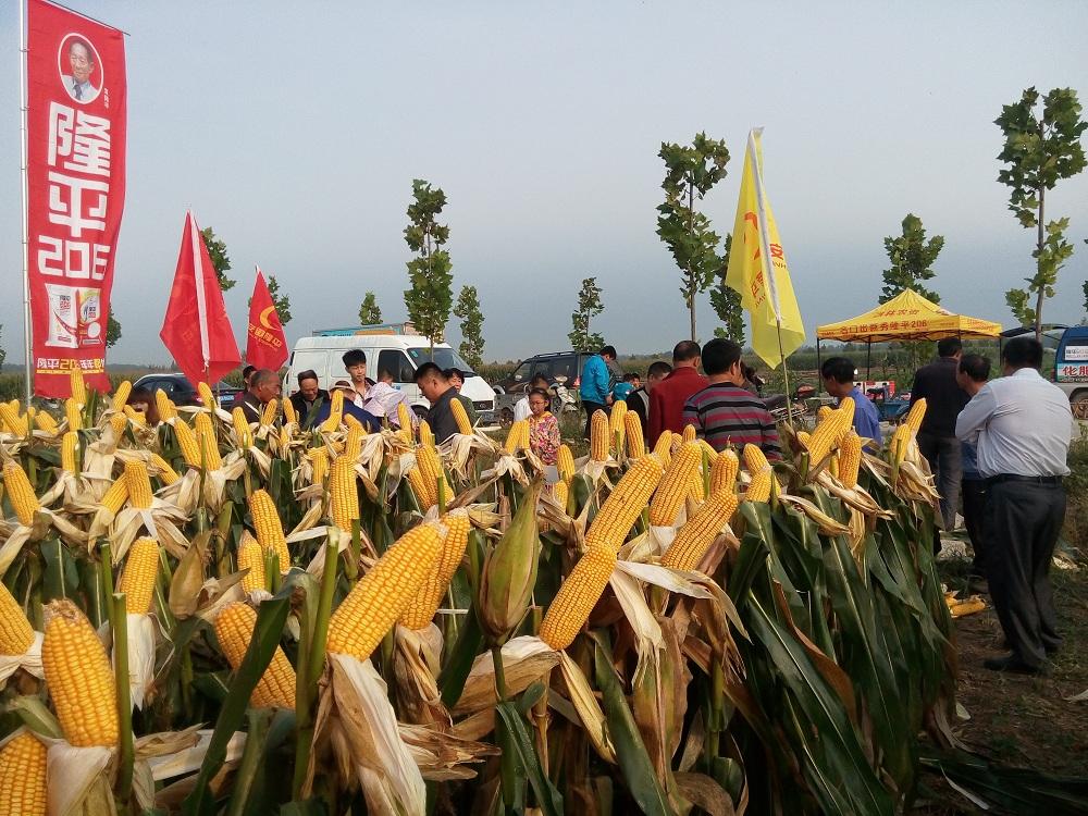 玉米高产长大棒,特大棒高产玉米新品种2118