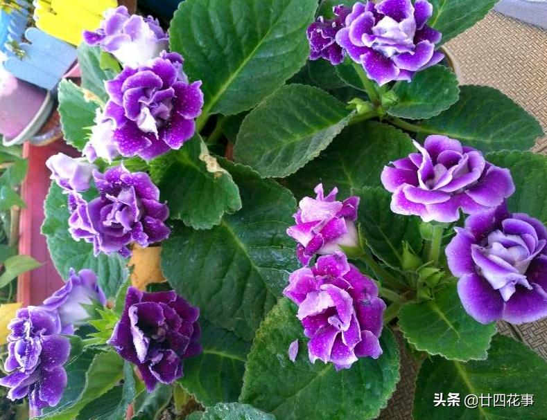 最不怕浇水的5种花,黄叶最好养的4种花