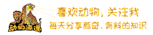 被误解的鬣狗,被误解最深的动物鬣狗