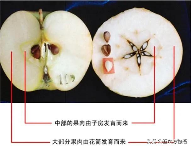 草莓上的小麻点是种子吗,草莓上的小麻点是什么呢