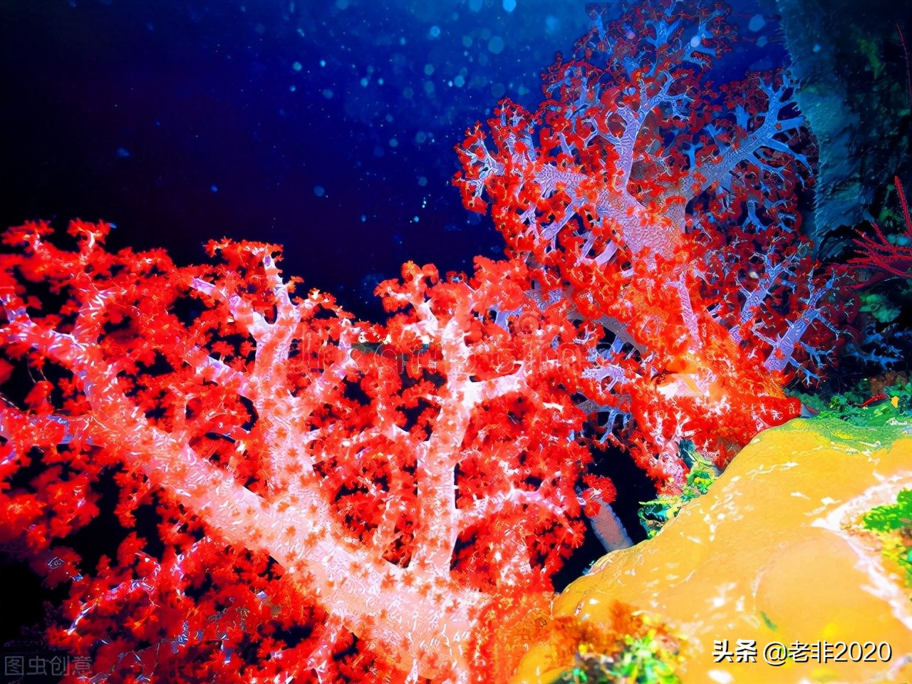 非洲之旅，我带回小一包红珊瑚，卖掉之后赚够了往返的机票钱