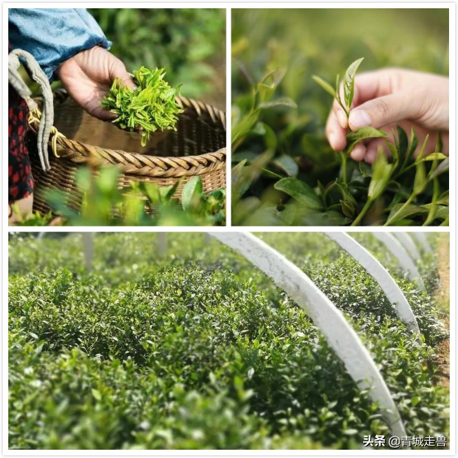 来青岛喝青岛啤酒喝哪种,来青岛喝青岛饮料