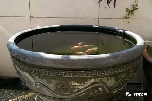 古法养金鱼的饲养方法,古法养金鱼的技巧和方法