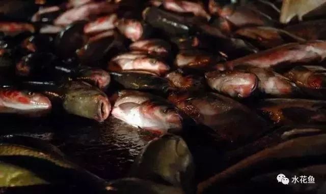 想要鱼养得好最重要的是经常换鱼,养鱼需要注意的常见病