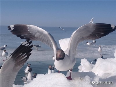 青海湖海鸥越来越多,青海湖看海鸥